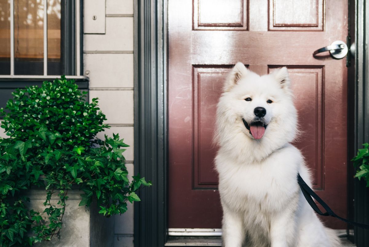 Pet Boarding in Brookhaven, MS Animal Medical Center